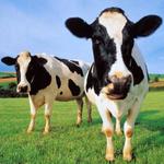 Real Animal Sounds APK