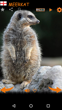 Real Animal Sounds for PC screenshot 2