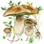 Mushrooms app APK