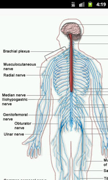 Human Physiology for PC screenshot 1