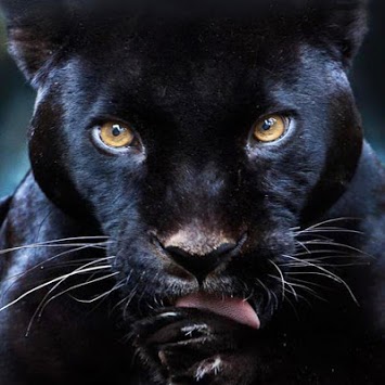 Black Panther Live Wallpaper for PC screenshot 1