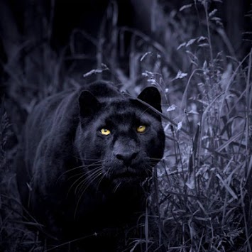 Black Panther Live Wallpaper for PC screenshot 2