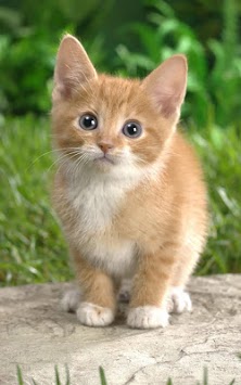 Cat Kittens Live Wallpaper for PC screenshot 1