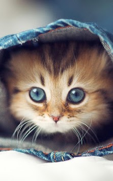 Cat Kittens Live Wallpaper for PC screenshot 2