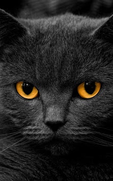 Cat Kittens Live Wallpaper for PC screenshot 3