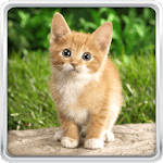 Cat Kittens Live Wallpaper APK