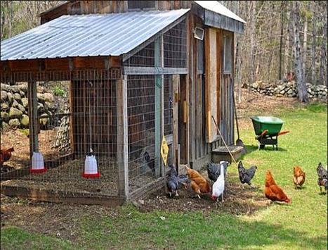 Design Chicken House for PC screenshot 3