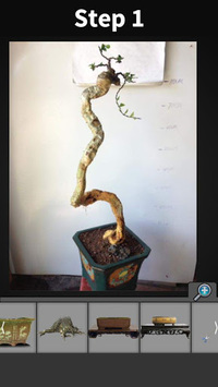 My Bonsai for PC screenshot 3
