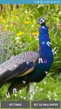 Peacocks Live Wallpapers for PC screenshot 2