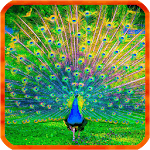 Peacocks Live Wallpapers for PC