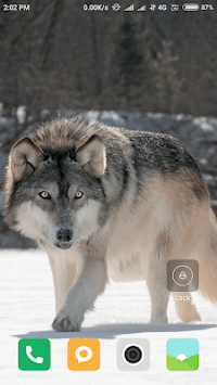 Wolf HD Wallpapers for PC screenshot 1