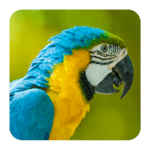 Bird Sounds APK