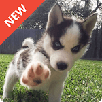 Dog Wallpaper APK
