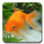 aniPet Goldfish LiveWallpaper for PC