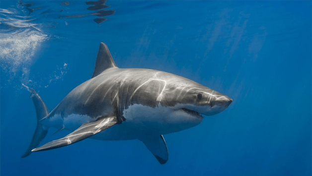 Shark Megalodon for PC screenshot 1