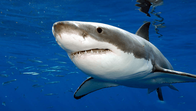 Shark Megalodon for PC screenshot 2