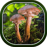 Beautiful Autumn Live Wallpaper HD APK