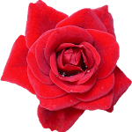 Rose Live Wallpaper HD 4K for PC