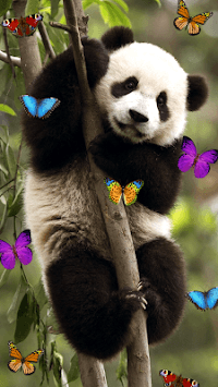 Panda, live wallpaper. for PC screenshot 1
