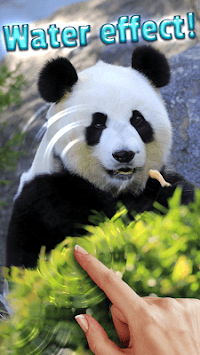 Panda, live wallpaper. for PC screenshot 2