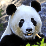 Panda, live wallpaper. APK