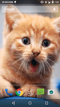 Cute Cat Live WallPaper for PC screenshot 1