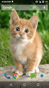 Cute Cat Live WallPaper for PC screenshot 2