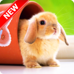 Cute Animal Wallpapers APK