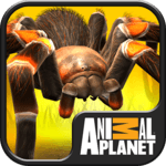 Real Scary Spiders APK