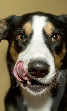 dog licking live wallpaper for PC screenshot 1