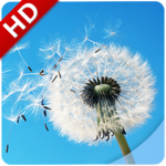 Wind Noise: Relax and Sleep APK