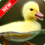 Duck Wallpaper APK