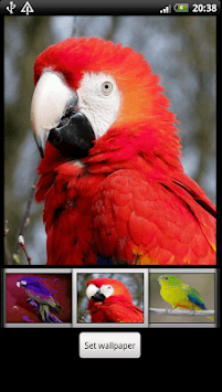 Parrots HD Live Wallpaper for PC screenshot 1