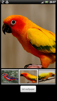 Parrots HD Live Wallpaper for PC screenshot 2