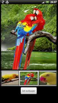 Parrots HD Live Wallpaper for PC screenshot 3