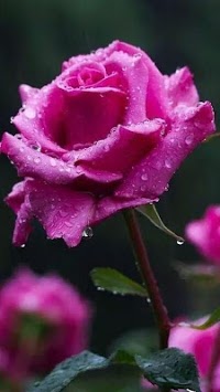 Beautiful flowers and roses pictures Gif for PC screenshot 2