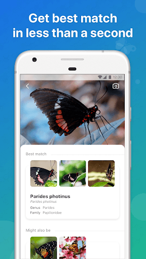 Picture Insect - Bug Identifier for PC screenshot 2