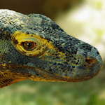 Komodo 9 Chess Engine for PC