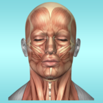 Muscle Anatomy Reference Guide for PC