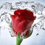 Rose Wallpaper, Floral, Flower Background: Rosely APK