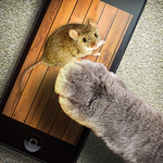 Mouse game toy for cats APK