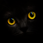 Blackcatcard: safe, secure wallet & prepaid card APK