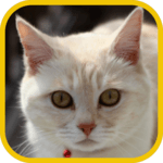 Animal Sounds APK