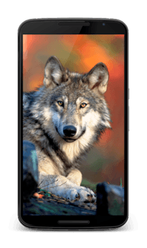 Animal Sounds for PC screenshot 3