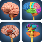 My Brain Anatomy APK