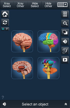 My Brain Anatomy for PC screenshot 1