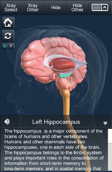 My Brain Anatomy for PC screenshot 3
