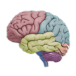 3D Brain APK