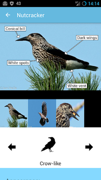 BirdID for PC screenshot 2