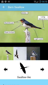 BirdID for PC screenshot 3
